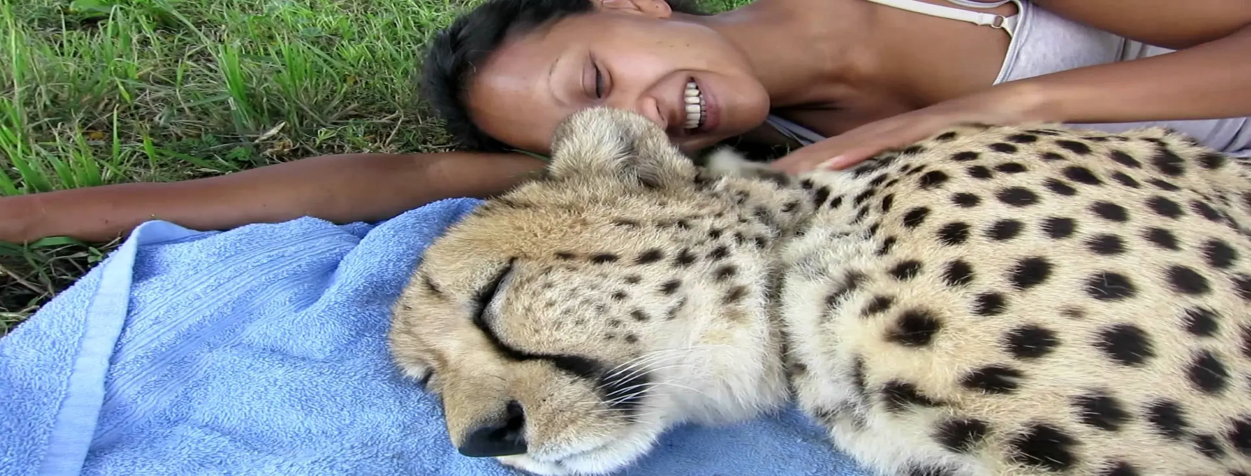 Image for Cheetah Experience